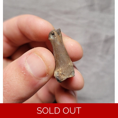 Very Rare Bear Dog Toe Digit Bone Fossil Mammal From Florida